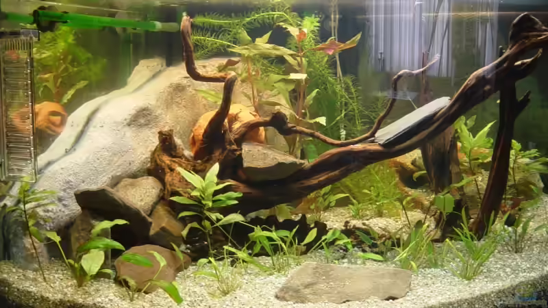 einrerichtet, bewässert und bepflanzt von Carsten Gutsche (12)