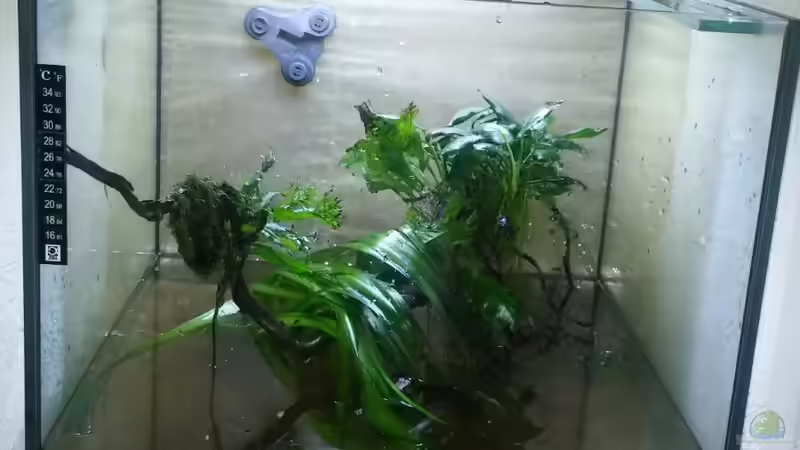 Einrichten  von Miss Kasimir (3)