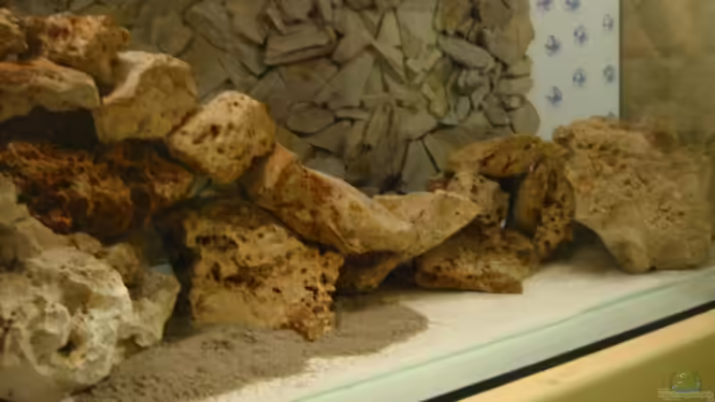 Einrichten des Becken mit Lochgestein ( Italien) Styropor Platten untergelegt Stärke von Timo Tschöpel (8)