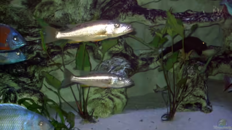 Einrichtung 3150L von Wolfgang Schlader (22)