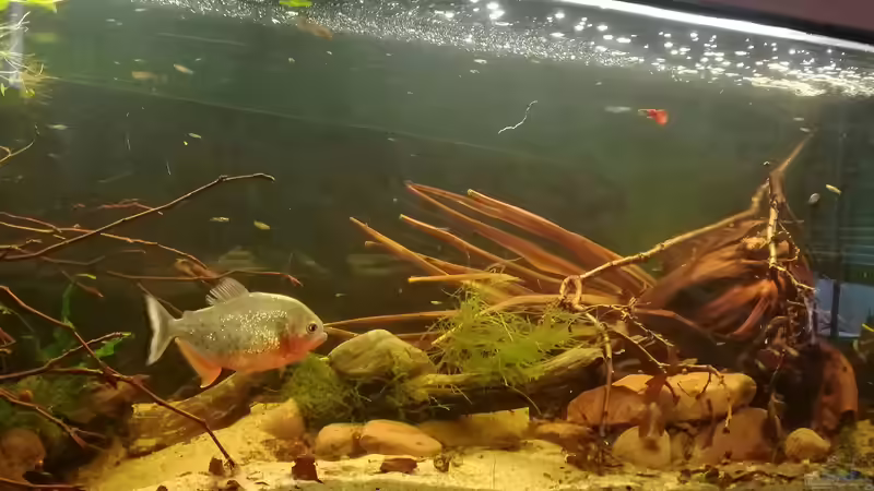 Einrichtung bei klarem Wasser, ohne Blätter von Daniel Krmr (16)