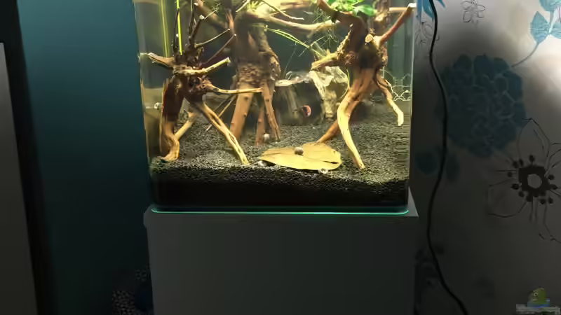 Einrichtung Kampffischbecken  von Ottche (10)