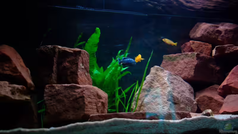 Einrichtung Mitte Freischwimmerbereich von Duder Malawikus (11)