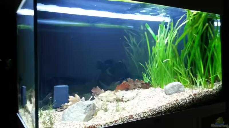 Einrichtung nach erstem Besatz von Katharina Müller (3)