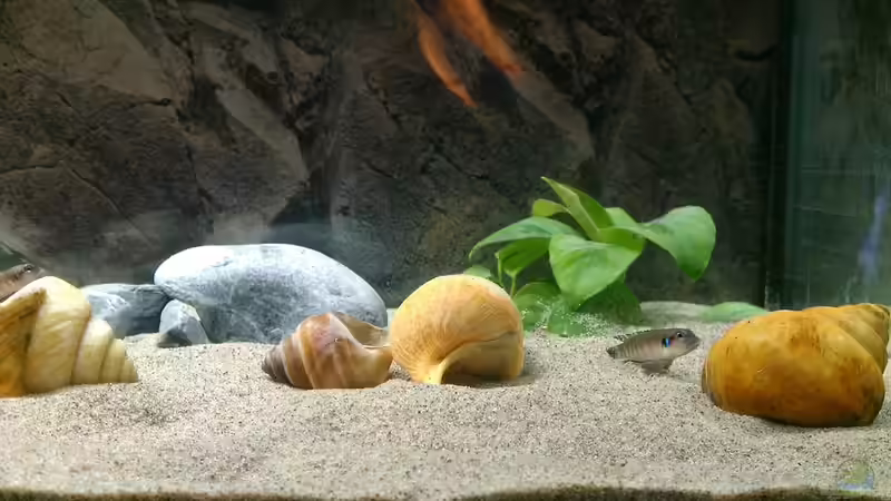 Einrichtung von Talorin (5)