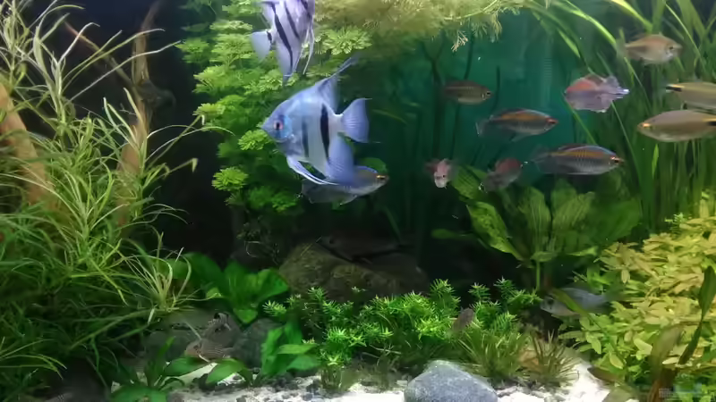 eins der 3 Paare blaue Skalare am 1.9.19 von Grünhexe (176)