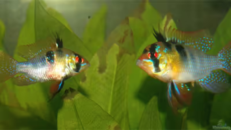 Eins der beiden M. ramirezi - Paare von Volker Hebestreit (6)