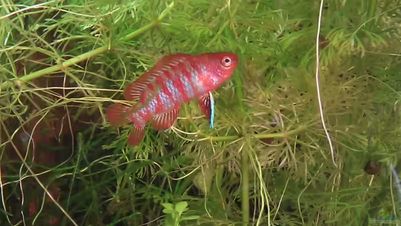 Eins der Dario Dario Männchen in voller Pracht von TinaMarie (1)
