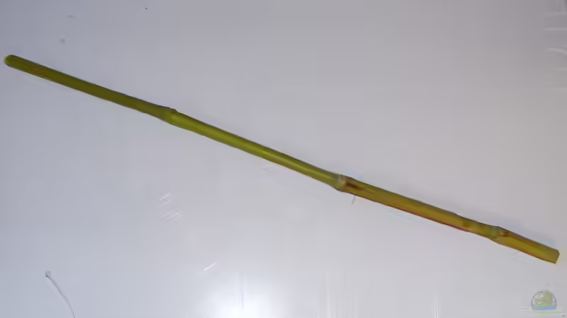 Eins der Fragmente ,die den Schilfgürtel nachstellen von Falk (53)