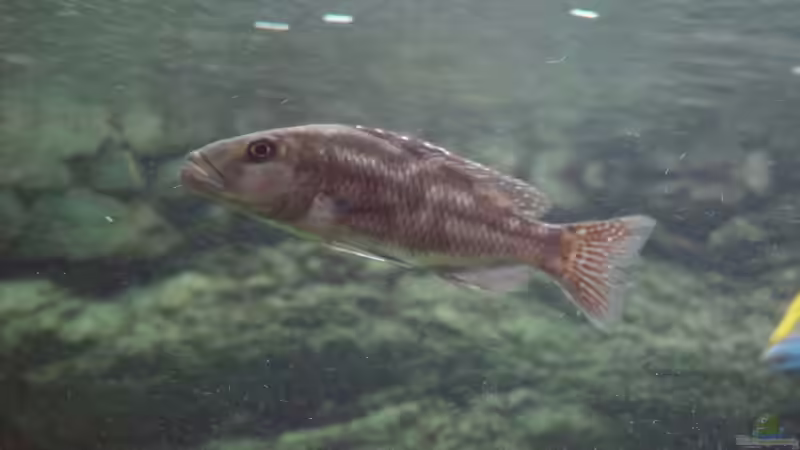 eins der Fusco weiber die ich abzugeben hab ! von Thomas Knecht (18)