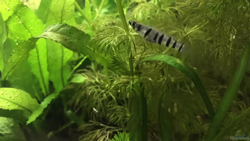 Eins der kleinen Weibchen von Maji (14)