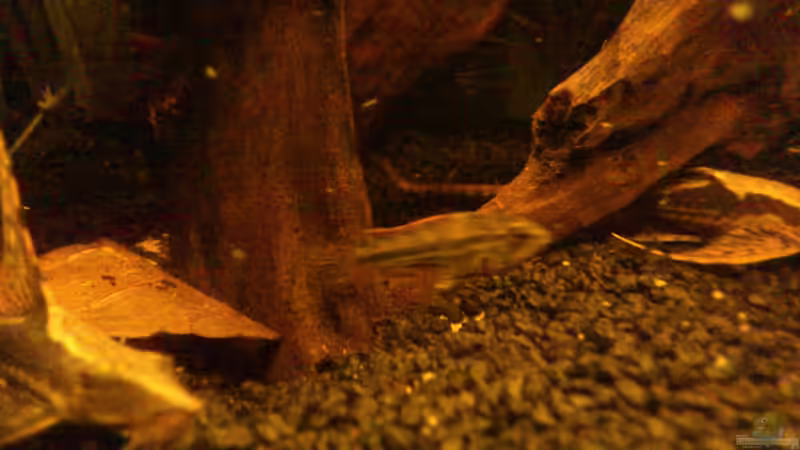 Eins der Neuen Weibchen von Kai Heermann (36)