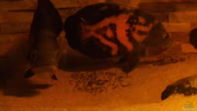 Eins der Oskarpärchen bei der Brutpflege von Kenno (24)