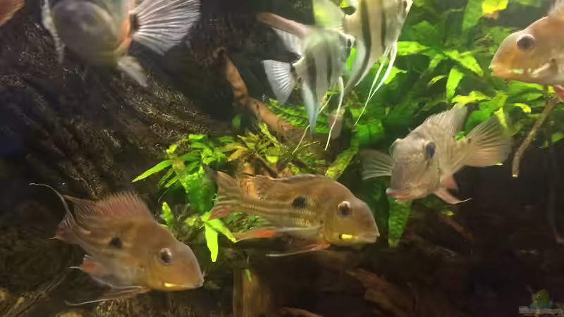 Eins der Sklarpärchen von Jonas B. (40)