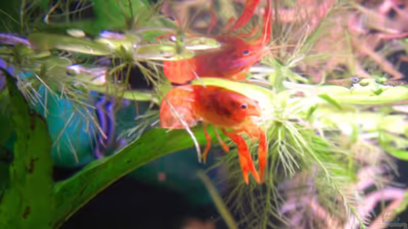 Eins der Weibchen von Pee (2)