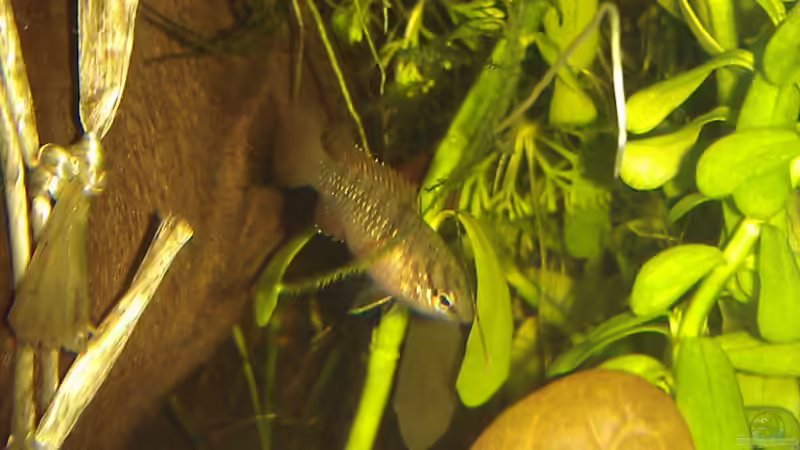 eins der Weibchen von TinaMarie (14)