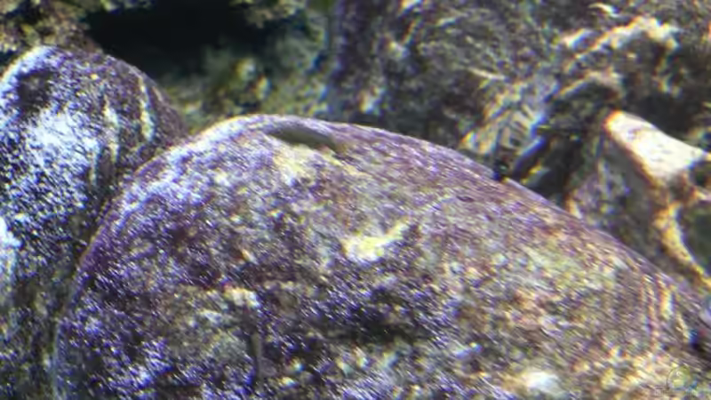 eins mit der Umgebung... von tenebroso (13)