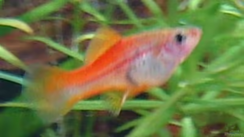 Eins von 2 Schwertträger Weibchen von Monika und Roman J. (20)