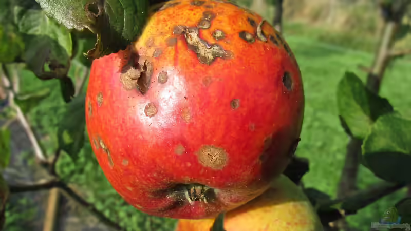 Einsatz von Pestiziden und Herbiziden minimieren