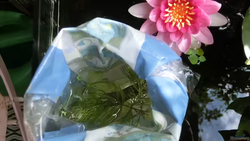 Einsetzen der Dario dario am 21.07.16 von Laufilauf (23)