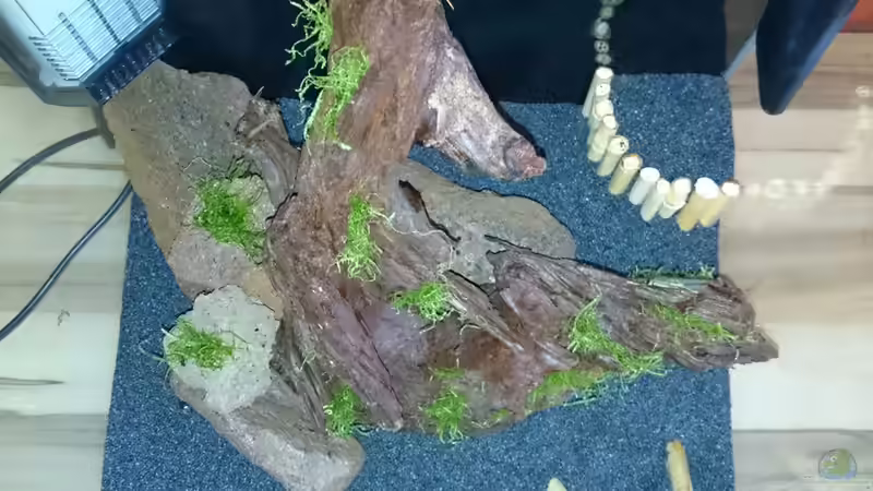 Einsetzen der Dekorationselemente von Jahira (13)