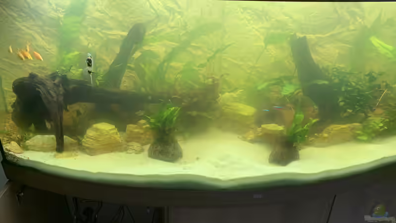 einsetzen der ersten Fische und nach 4 Tagen plötzlich Grünalgenplage von Donelli (6)