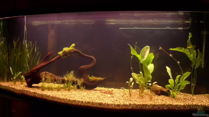 Einsetzen der Pflanzen am 13.04.2006 von Mirko Weser (3)