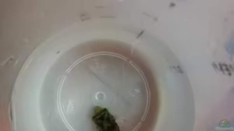 Einsetzen von Tetraodon cutcutia von - Stephen - (18)