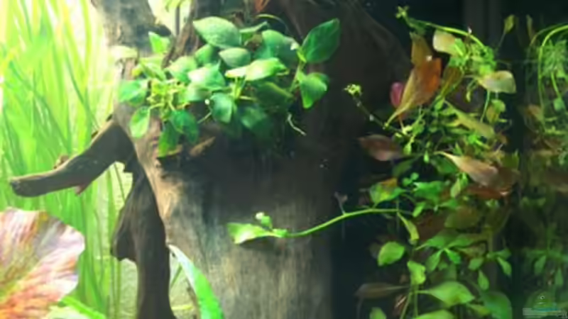 Einsicht Seite rechts Moorkienwurzel vor ??berlaufschacht von Christian Zwick (19)