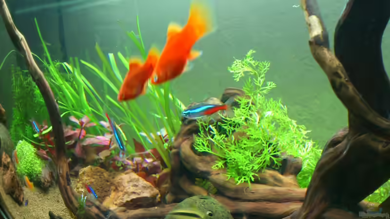 Einsicht von Vorn auf den Hindergrund von &lt;---MARCO---&gt; (12)