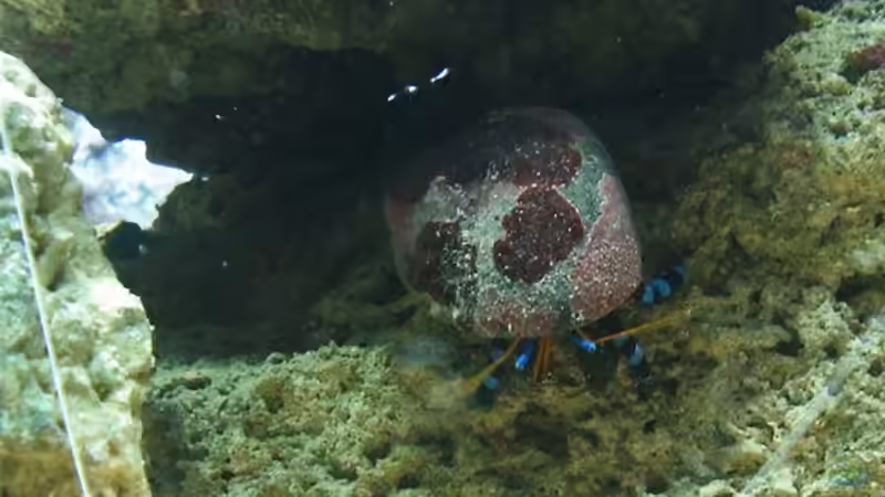 Einsiedler blau von Katja Graßer (19)