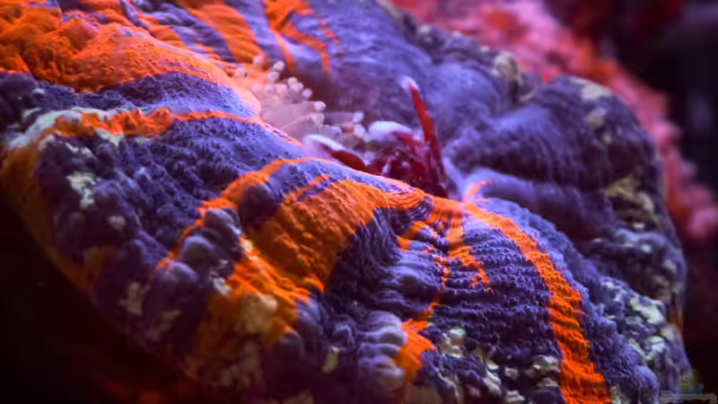 Einsiedler in Not - wie ist er da bloß reingeraten? Glücklicherweise steckte er von Summse (20)