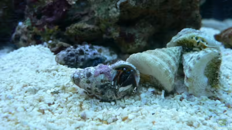 Einsiedler mit Turbos (wurden dann aufgerichtet) von Zapfenmanderl (14)