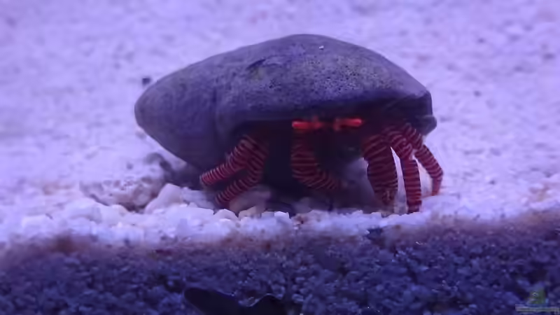 Einsiedler von -Mark- (15)