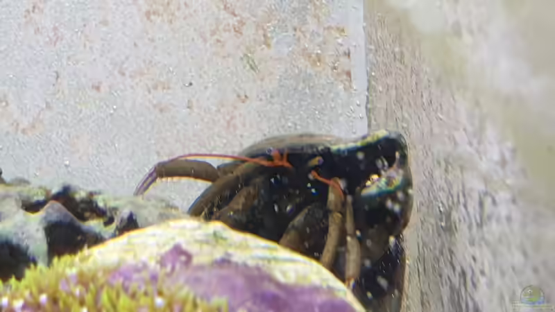 Einsiedler von GiZZ55 (14)