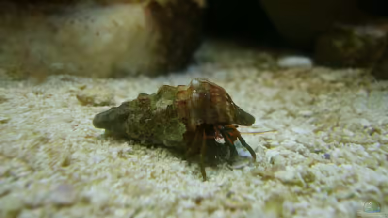 Einsiedler von Jademeister (17)