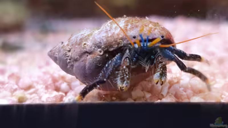 Einsiedler von Jens Berthold (4)