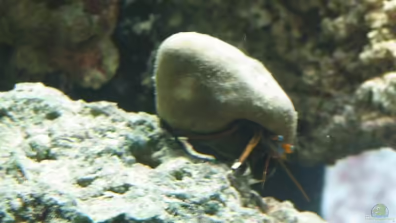 Einsiedler von Katja Graßer (16)