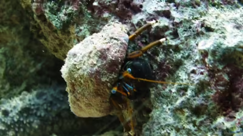 Einsiedler von Katja Graßer (18)