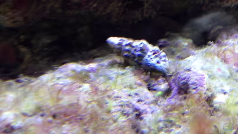 Einsiedler von kutlesch (28)