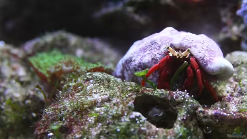 Einsiedler von starhopper (17)