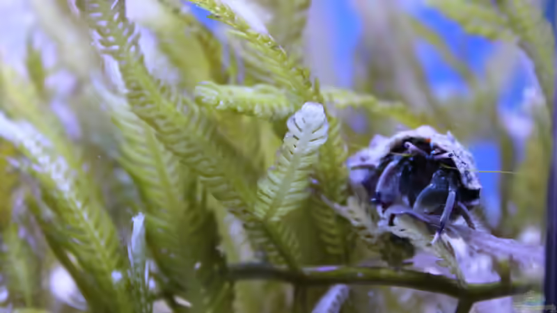 Einsiedlerkrebs (Calcinus latens ) von Sven K. (47)