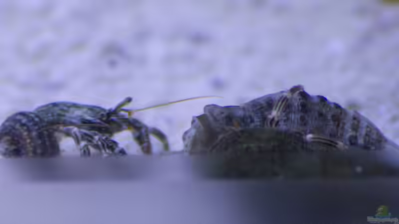 Einsiedlerkrebs ohne Gehäuse 24.05.2015 von mmbm78 (38)