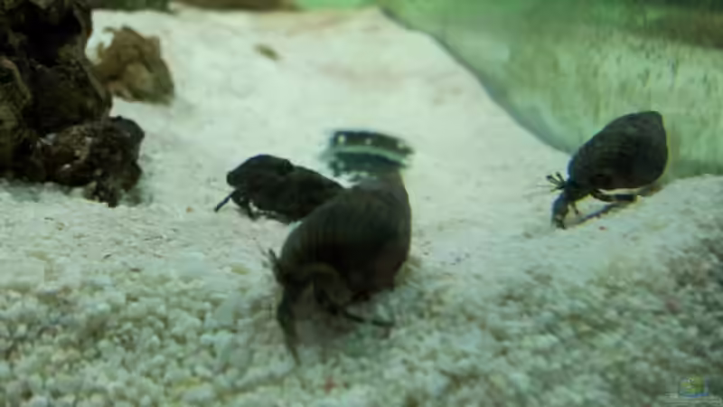 Einsiedlerkrebs von Christian Höse (38)