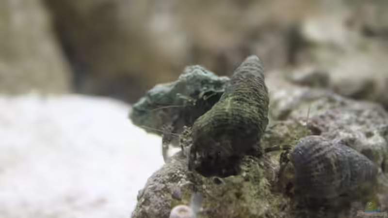 Einsiedlerkrebs von Christian Höse (39)