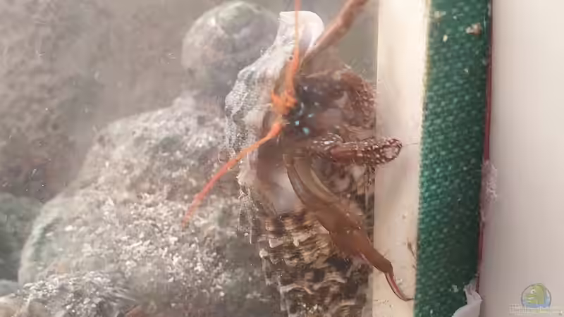 Einsiedlerkrebs von GiZZ55 (29)