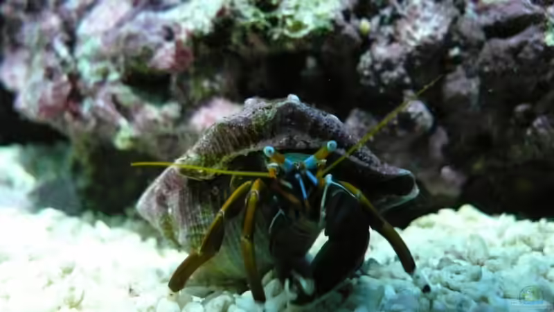 Einsiedlerkrebs von Thomas Maik (35)