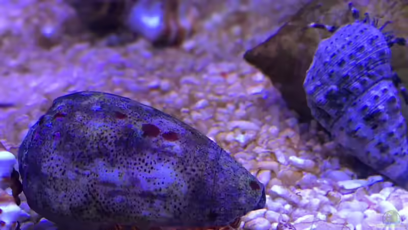 Einsiedlerkrebs von Thomas S-H (15)