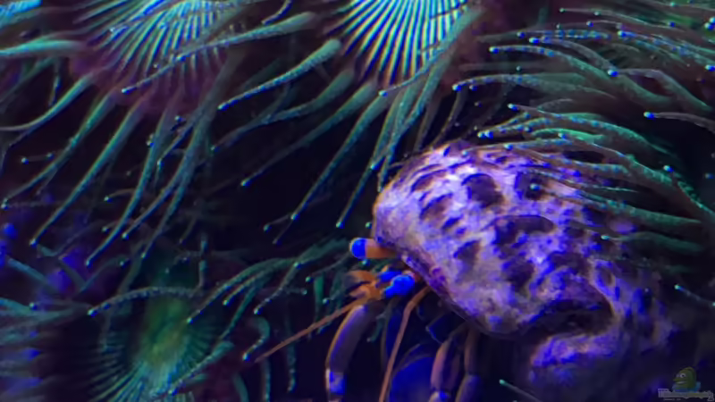 Einsiedlerkrebs von Thomas S-H (19)