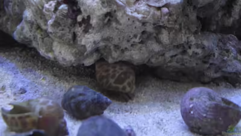 Aquarien mit Phimochirus operculatus (Einsiedlerkrebs)